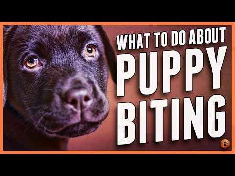 what does it mean when dogs nibble on you