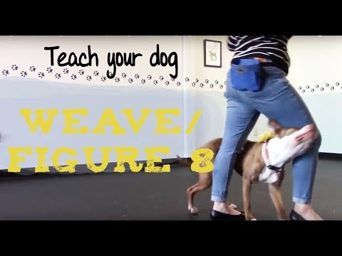 11 Easy & Unique Dog Tricks for Beginners | PawLeaks