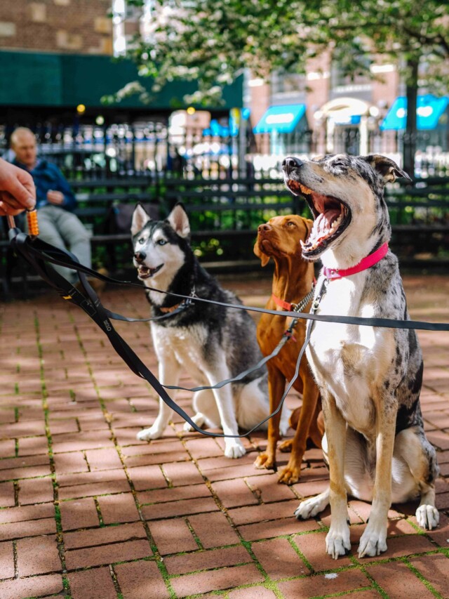 cropped-3-steps-to-become-a-dog-trainer.jpg