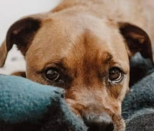 Brown dog with puppy eyes rests on a blanket.
