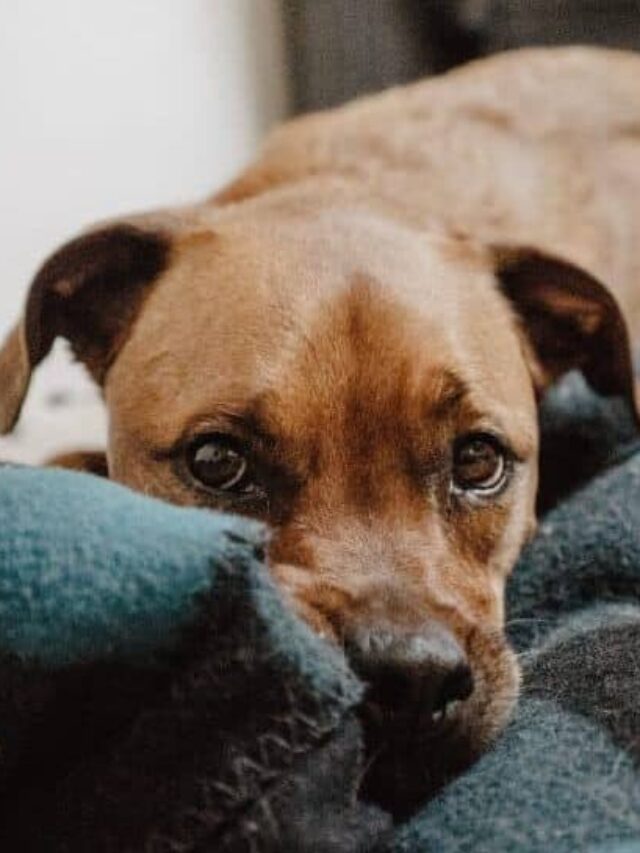 Brown dog with puppy eyes rests on a blanket.