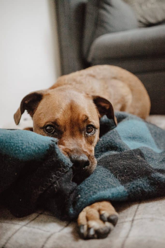 Brown dog with puppy eyes rests on a blanket.
