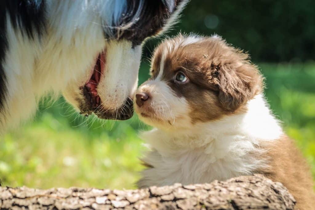 Adult dog looks down on a dog with intense eye contact.
