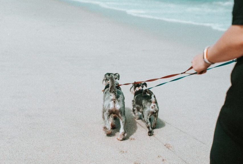 How to Easily Leash Train Your Puppy PawLeaks