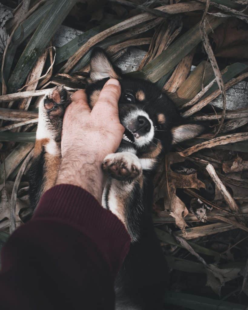 Puppy biting on owner while laying on back.