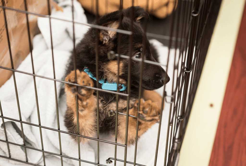 german shepherd puppy in a crate