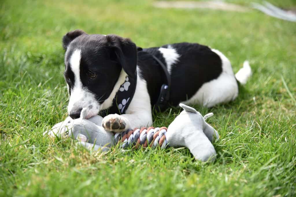 Puppy chewing on toy while laying on grass.