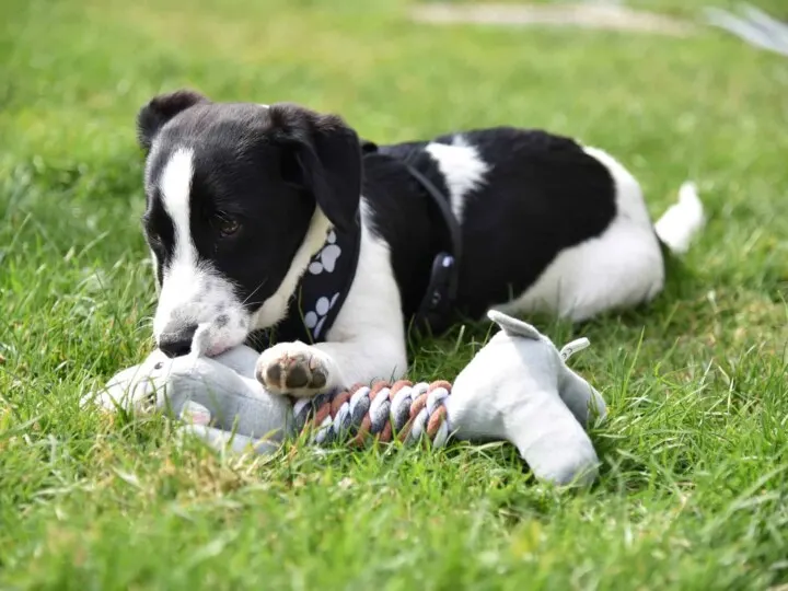 Puppy chewing on toy while laying on grass.
