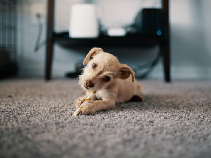 Puppy on carpet eating chicken.