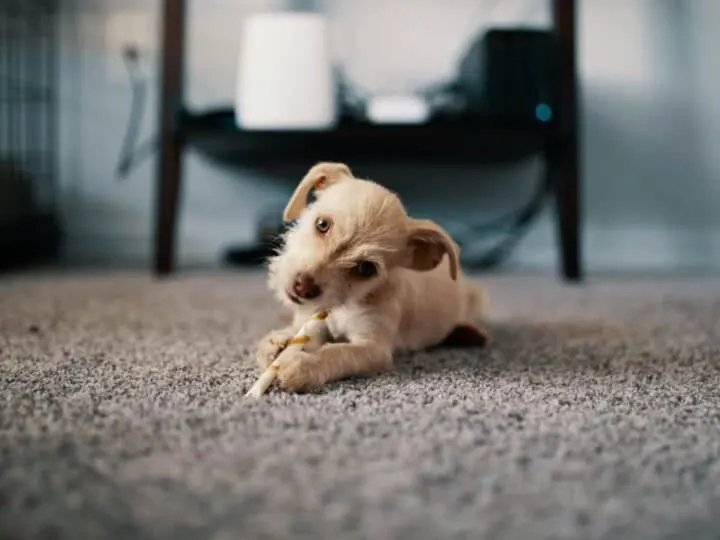 Puppy on carpet eating chicken.