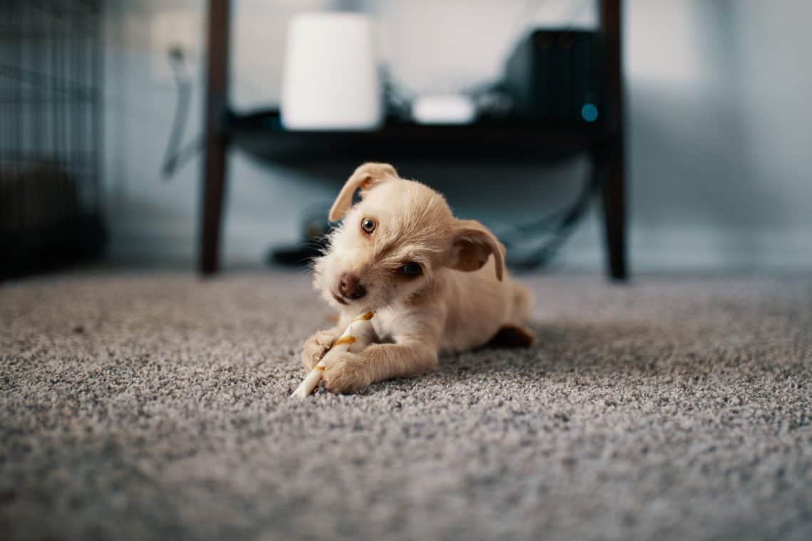 Can Dogs Eat Chicken PawLeaks