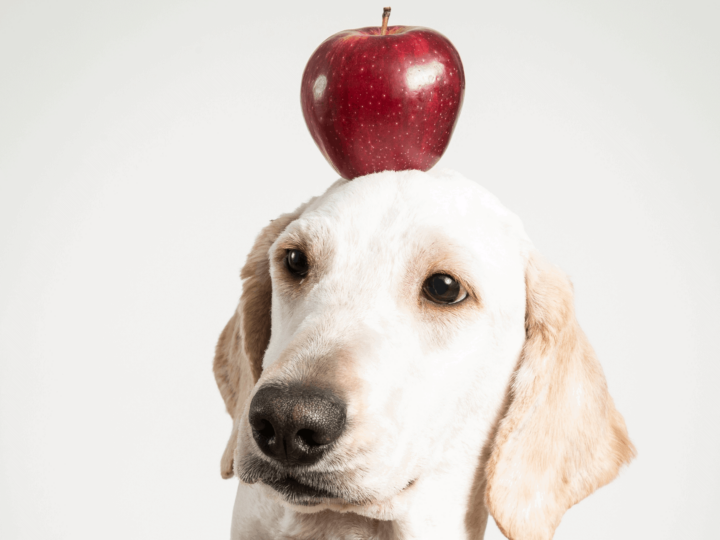 Dog with an apple on his head