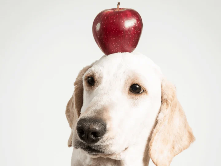 Dog with an apple on his head