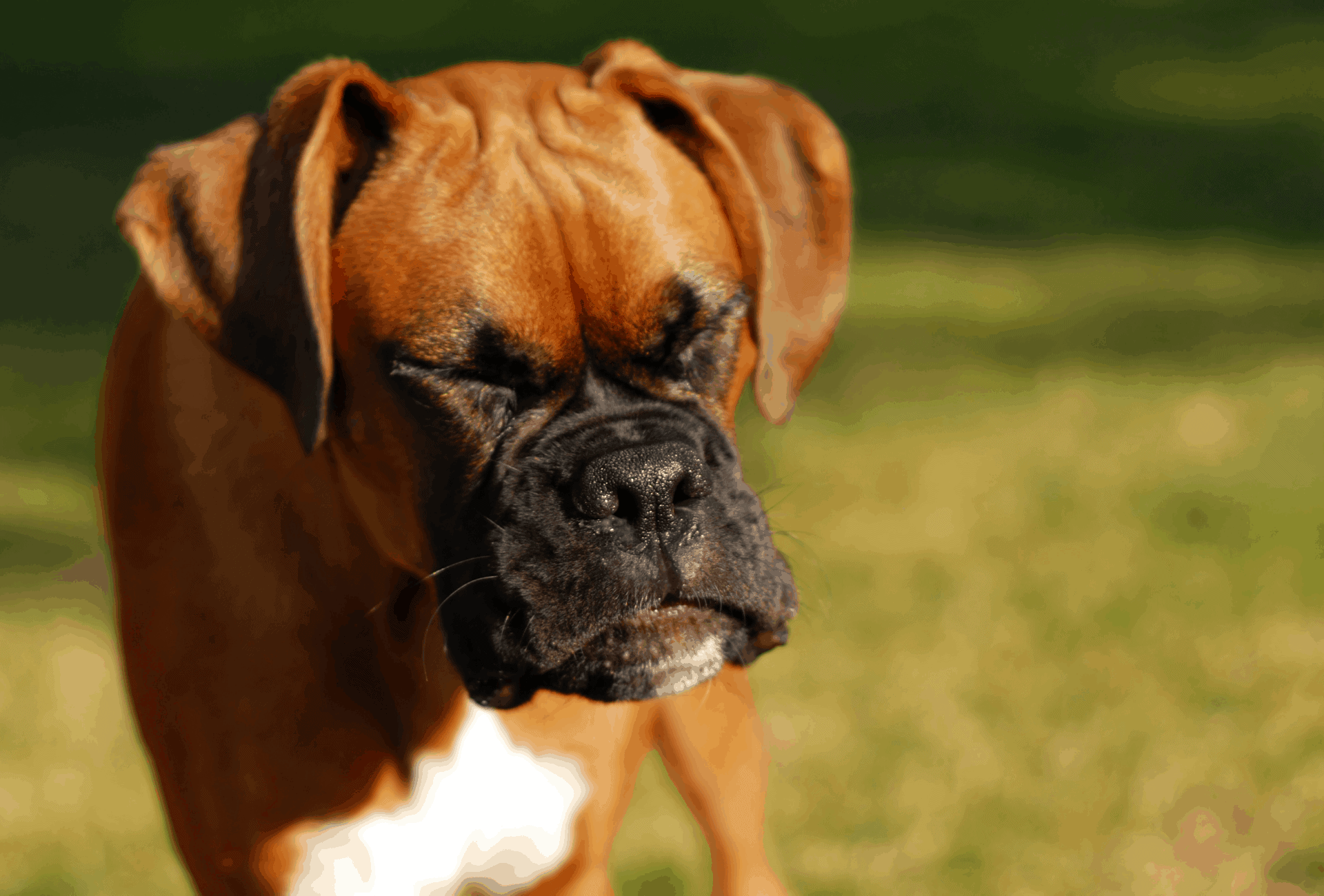 Dog Sneezing Attack 9 Causes & What To Do PawLeaks