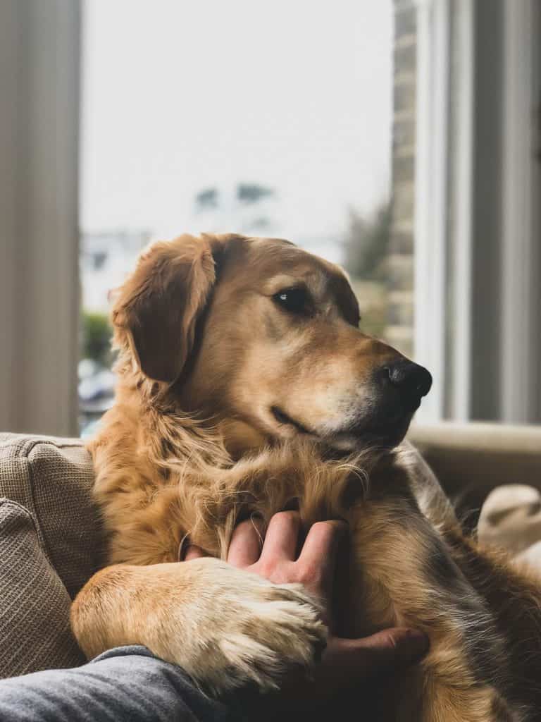 Golden Retriever receiving scratches from human on couch.