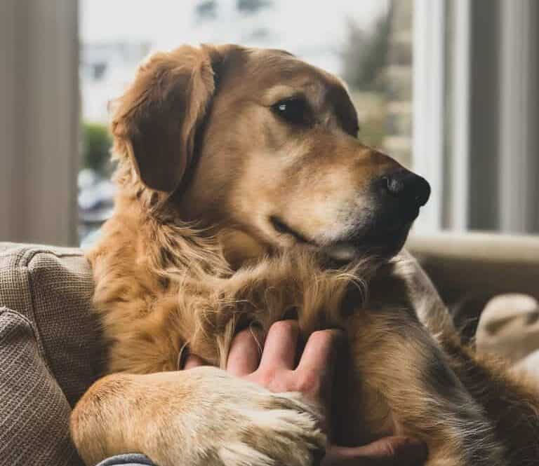 Golden Retriever receiving scratches from human on couch.