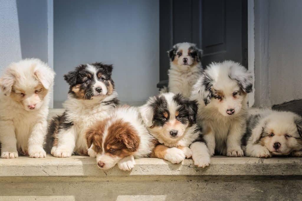 Seven cute Australian Shepherd puppies on doorstep.