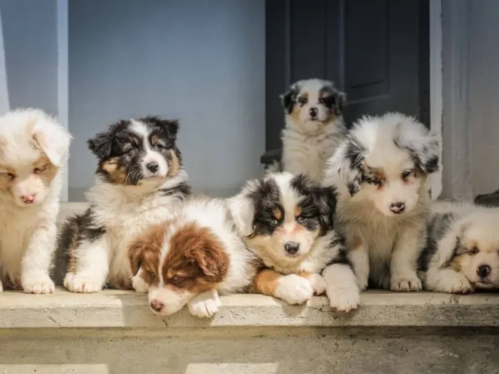 Seven cute Australian Shepherd puppies on doorstep.