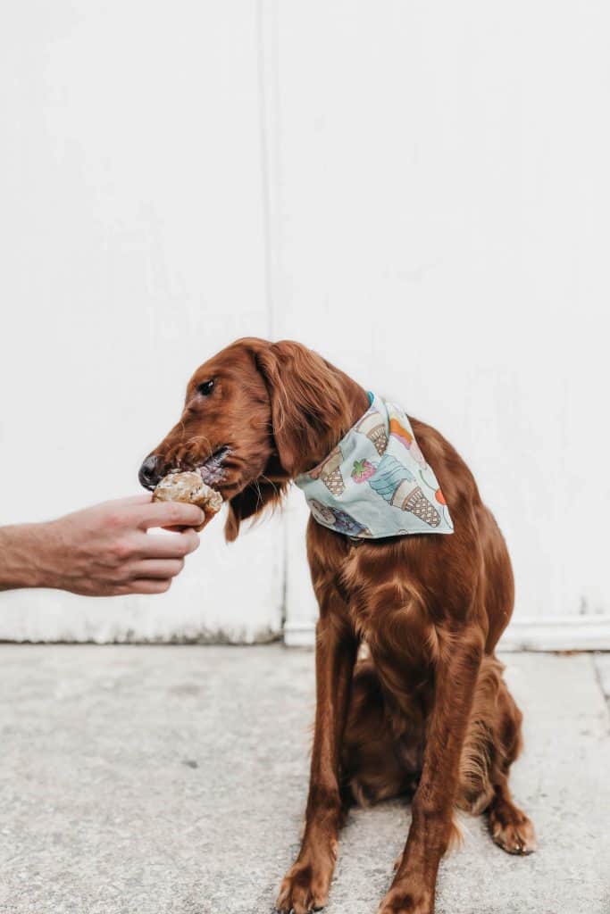 Dog with bandana eats treat out of a human hand.