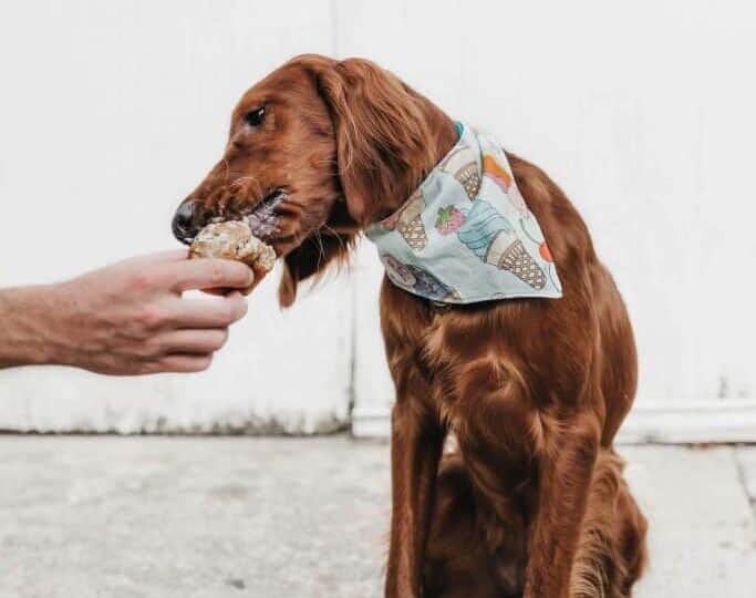 Dog with bandana eats treat out of a human hand.