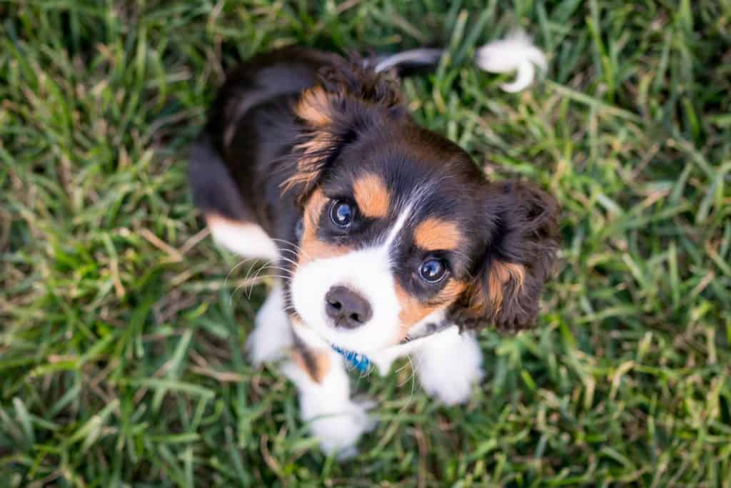 Tricolor puppy looking up at camera.
