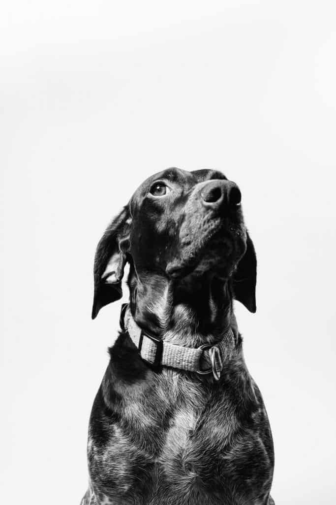 Black and white photo of a dog looking up.