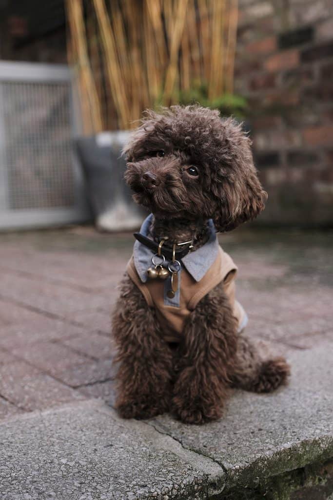 Little poodle with a stylish haircut.