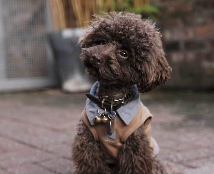 Little poodle with a stylish haircut.