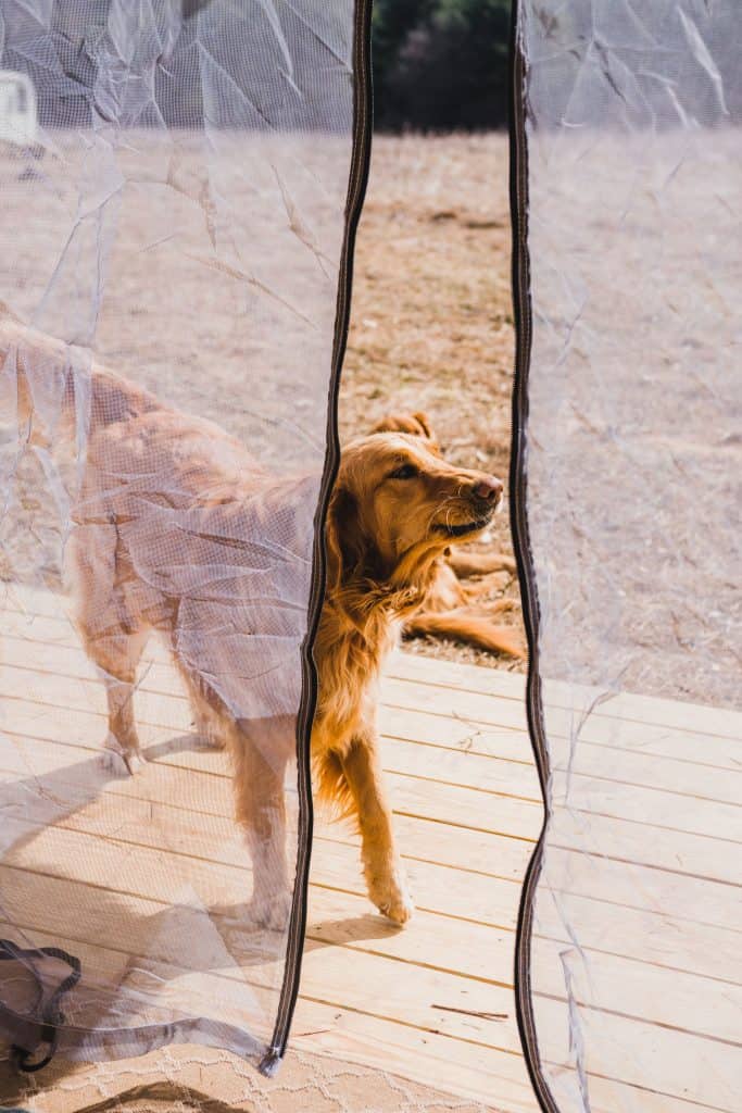 Dog walking on porch.