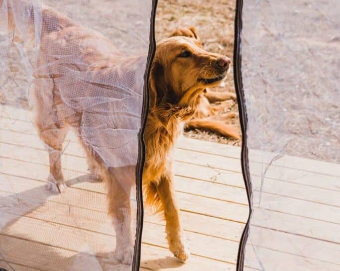 Dog walking on porch.