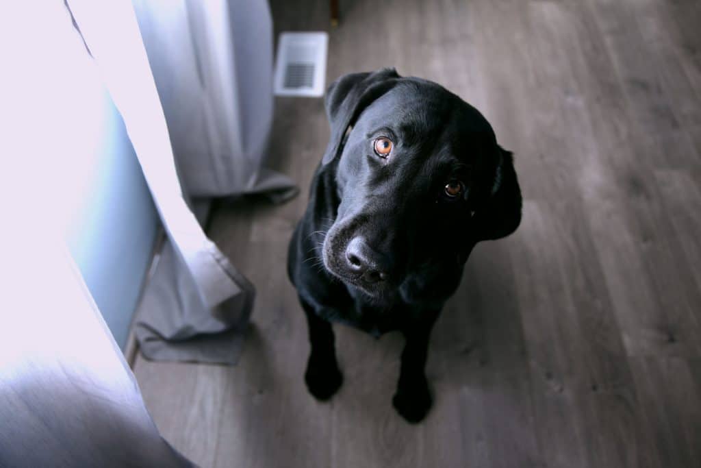 Black Labrador tilting their head sideways.