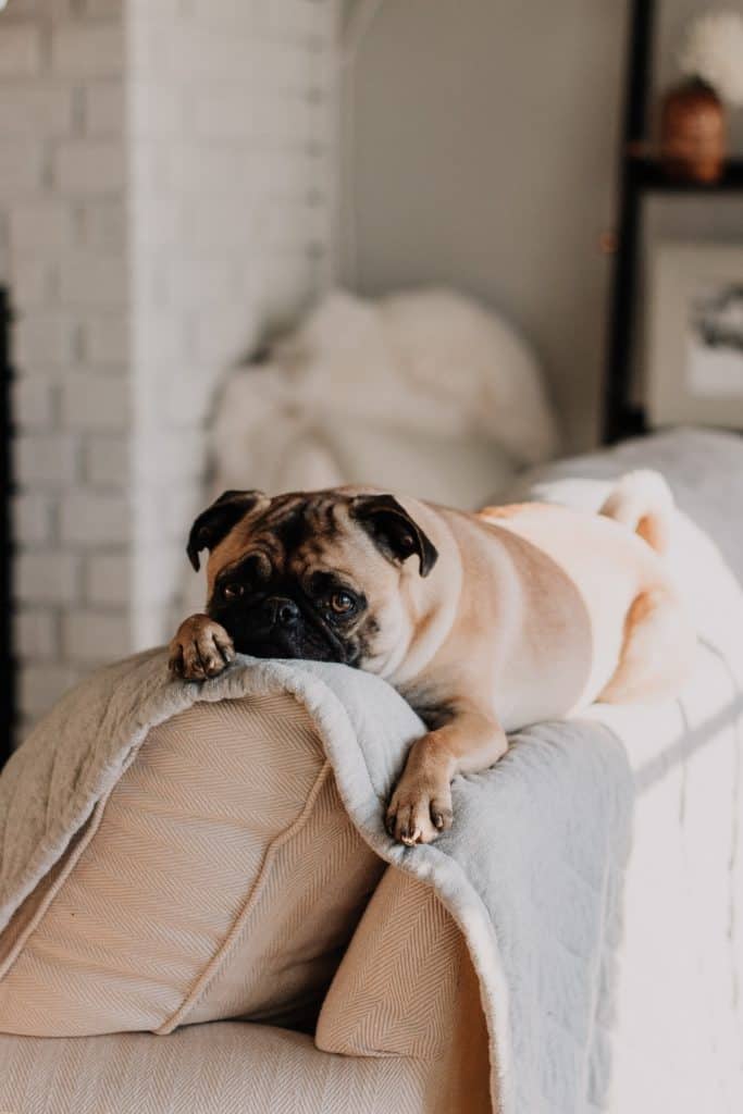 Pug is lying on the backrest of a sofa.