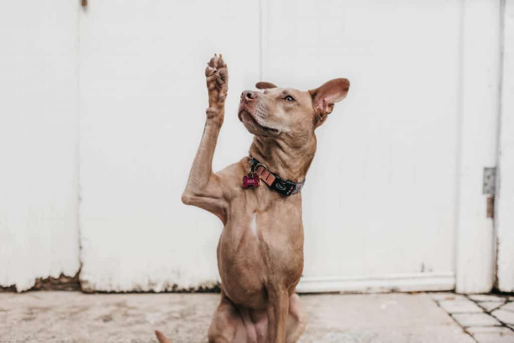 Brown dog holding up his right paw.