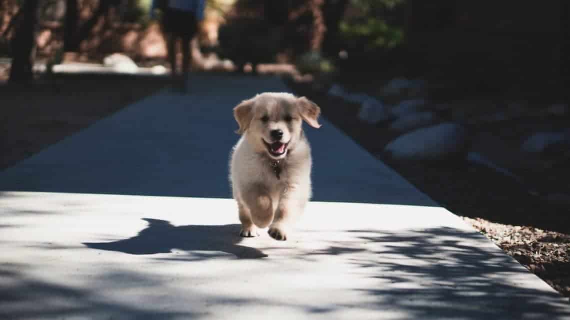 Young puppy running towards the camera on a sidewalk.