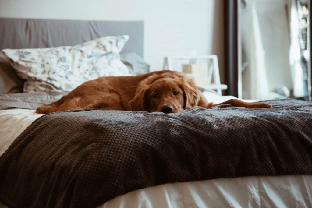 Brown dog is lying on a bed.