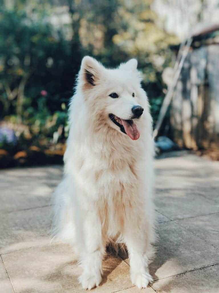 White long-haired dog sitting.