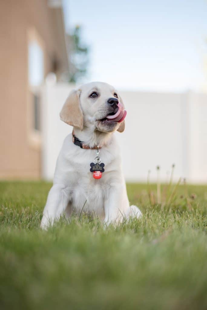 Cream-colored puppy sitting on grass.