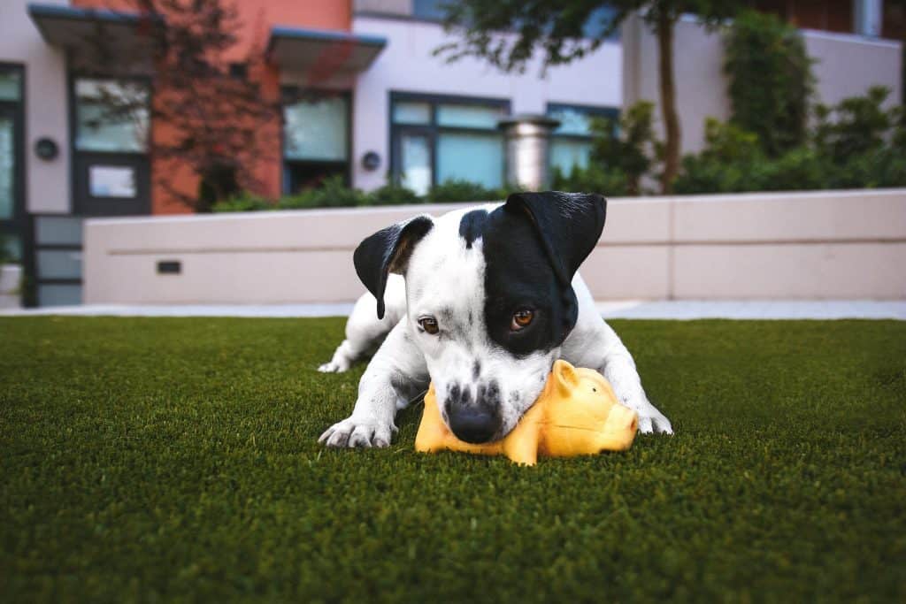 Puppy aggressively chewing on dog toy.