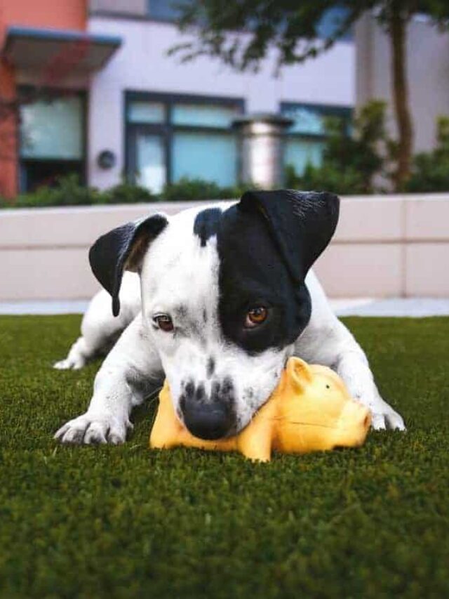 How to Tell If Your Puppy Is Aggressive PawLeaks