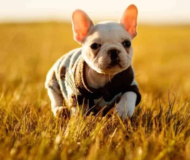 cropped-puppy-limping.jpg