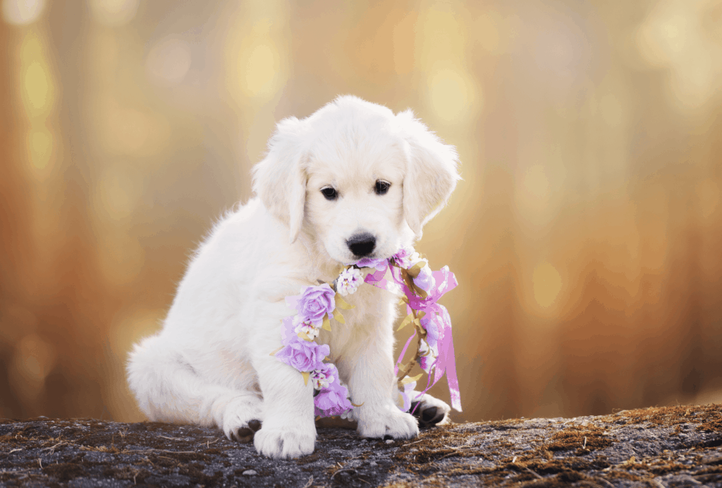 cute puppy holding flower crone