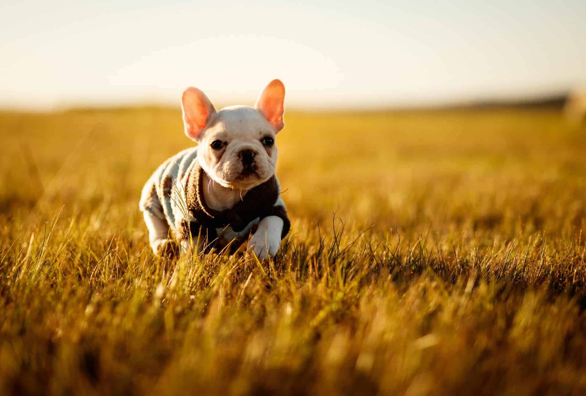 puppy limping in field