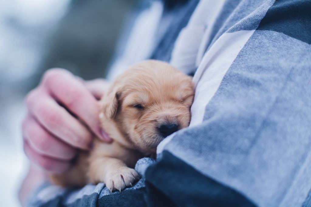 Child holding a puppy close to their chest.