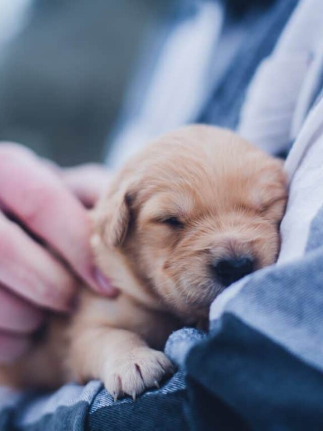 cropped-all-questions-to-ask-a-puppy-breeder.jpg