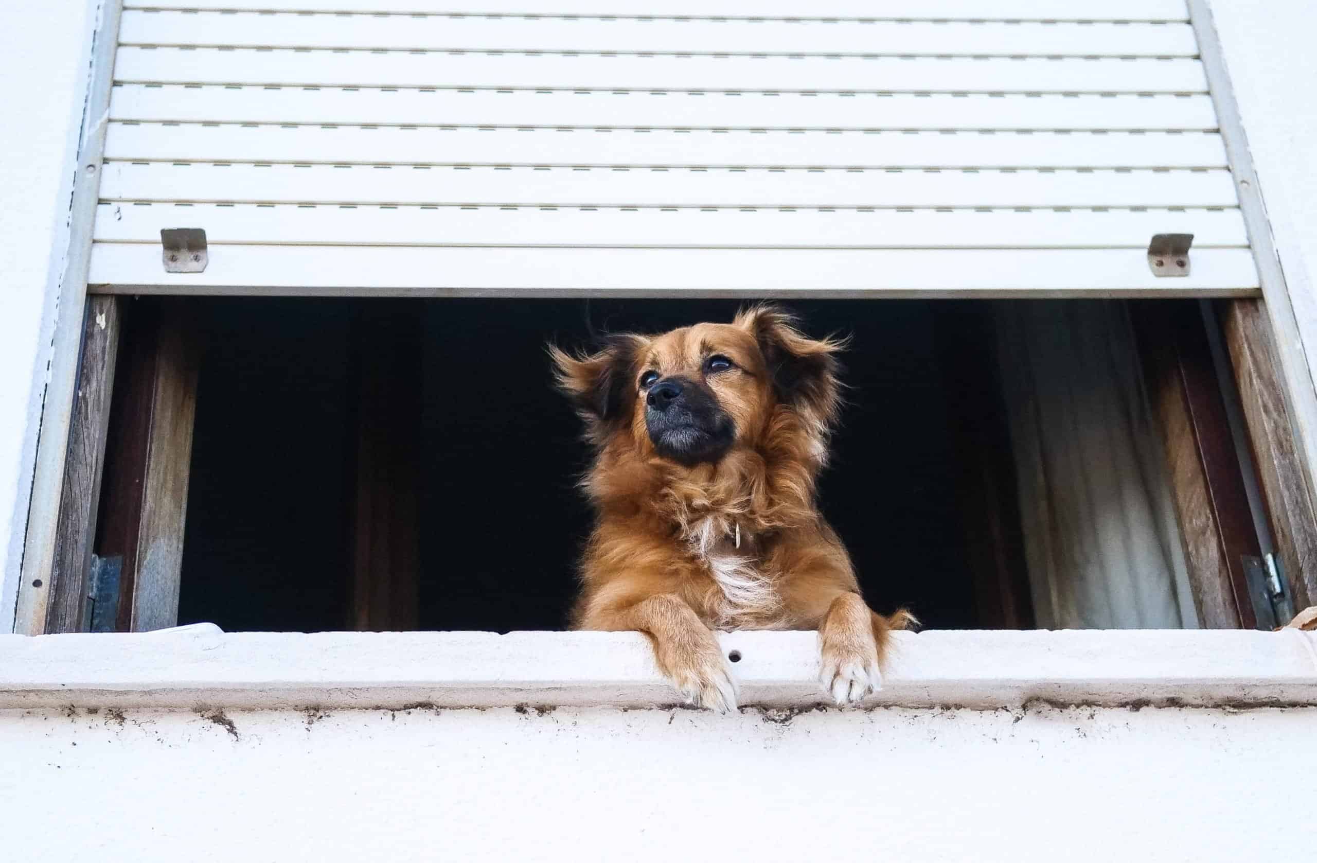 Dog looking out the window and waiting for their owner.
