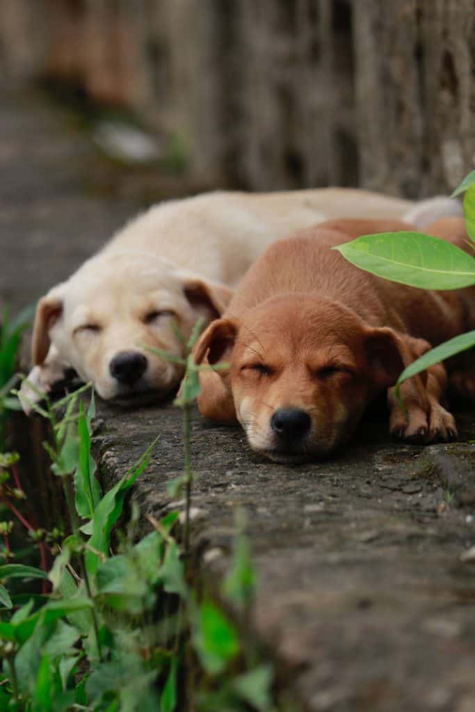One brown and one beige puppy sleeping on stone steps.