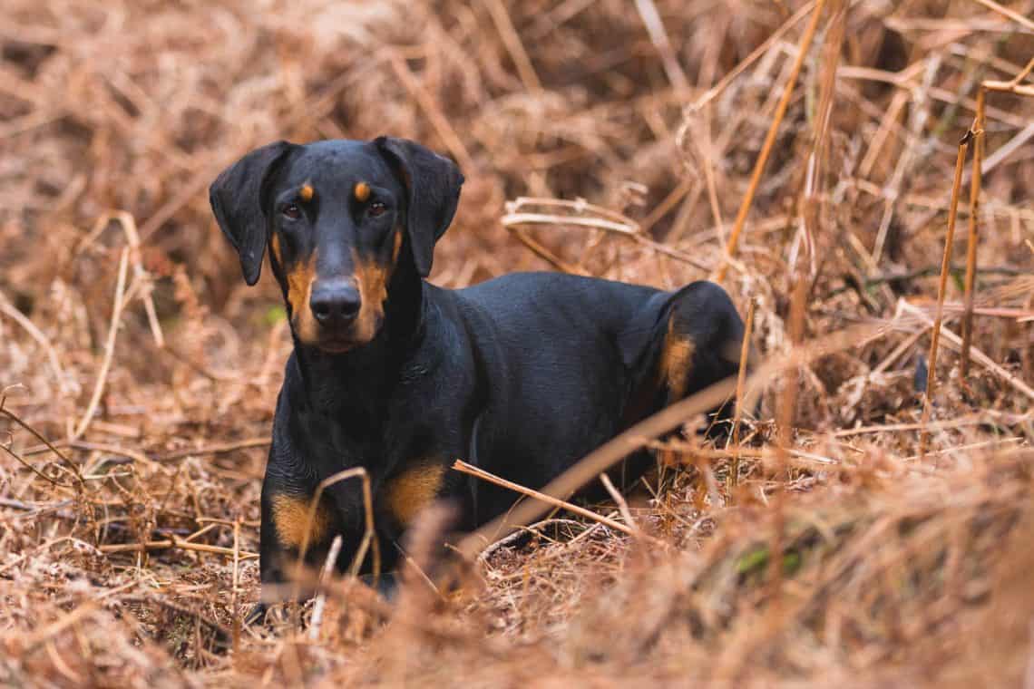 Black and tan Doberman lying in the autumn grass with an imposing appearance and stare.