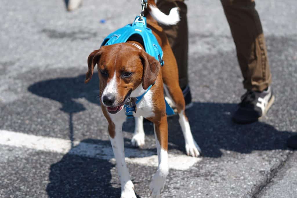 Overexcited dog straining against leash