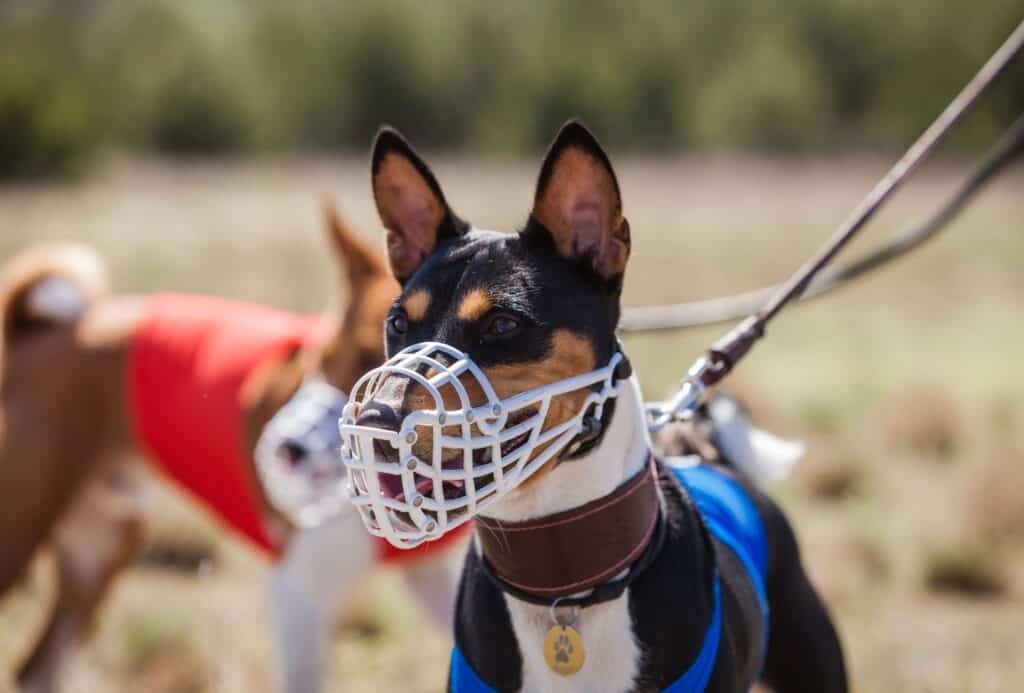 Basenji dogs muzzled for a run.