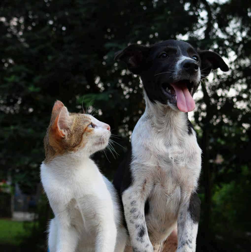 introducing cat and puppy